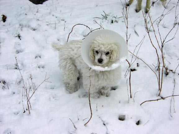Annie, a small white dog, is standing outside in the snow, looking at the
  camera.  She's wearing an e-collar, a large cone of plastic around her neck
  to keep her from being able to get at the stitches from her surgery.  Since
  she is blind, she puts her nose close to the ground to navigate.
  Unfortunately, the e-collar has scooped up the snow as she's walked along,
  and now she's looking up with an e-collar full of snow against her face.