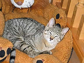 A little cat is curled up in the lap of a toy lion.
