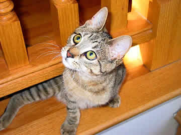 A little cat has crawled under a wooden railing and is looking up.