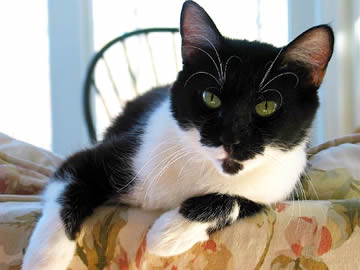 Gracie, a black and white cat, is looking at you while draped over the bck of a couch