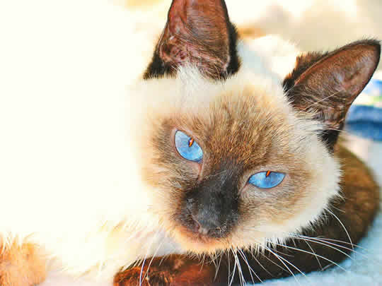 a kitten is looking at you