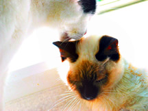 a cat is licking the top of a kitten's head.