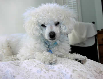 A white blind & deaf dog sits happily on a bed.