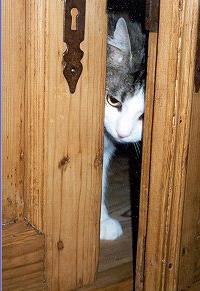  Huckleberry is inside an old wooden cabinet. The cabinet doors are
    open about 2 inches. Huckleberry is peeking out.