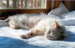 June is resting in one of her favorite places, a window-seat. She's a white cat, extremely thin because of her medical problems and difficulties surviving on her own outdoors. The sun is shining on her, warming her.