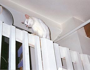 Snow is fearlessly walking on a narrow railing. She's found a way to jump straight up 5 feet from a loft onto the railing. On the other side of the railing it is 20 feet to the floor. She never fell.