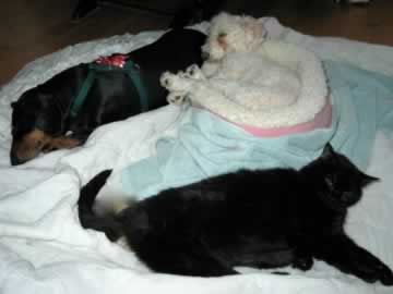a black cat is relaxing with 2 dogs