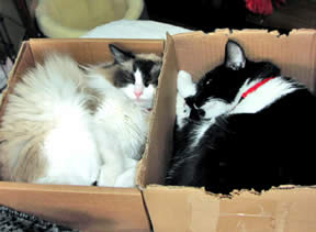 Two little cats have scrunched themselves up into little cardboard boxes to take a nap
