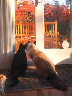 Gracie sits with her friend Lucy looking out to a fall scene