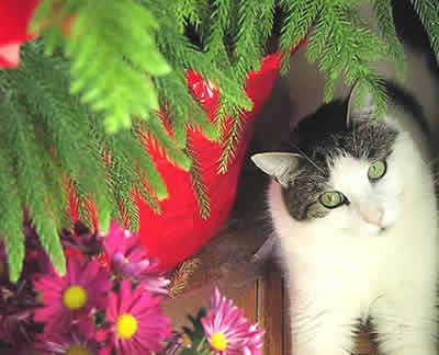 A cat looks up through flowers and leaves.