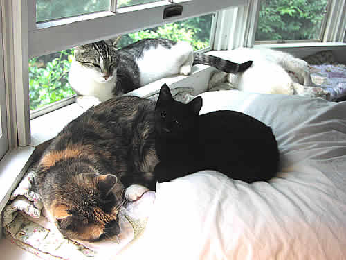 Westwind, a black kitten, cuddles up against Faith, a blind cat.  Behind them are 2 cats: Jonah & Winter.