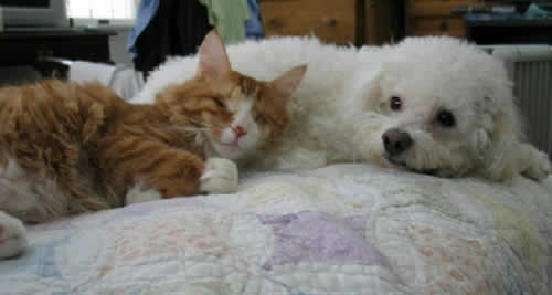 An organize and white kitten, her eyes recently removed, lays his head against a dog.  Both are snuggling on a quilt on top of a bed.