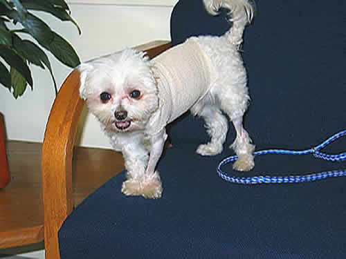 A little white dog, with a cotton pad covering his surgical staples, stands smiling at the camera.