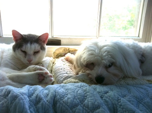 A black and white cat shares a window with a little white dog.