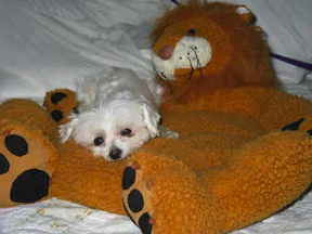 a tiny white dog is resting on a stuffed toy lion